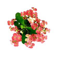 Load image into Gallery viewer, Euphorbia, 2in, Milii Crown of Thorns, Assorted - Floral Acres Greenhouse & Garden Centre
