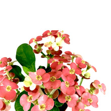 Load image into Gallery viewer, Euphorbia, 2in, Milii Crown of Thorns, Assorted - Floral Acres Greenhouse & Garden Centre