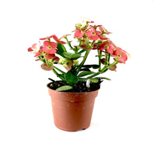 Load image into Gallery viewer, Euphorbia, 2in, Milii Crown of Thorns, Assorted - Floral Acres Greenhouse & Garden Centre