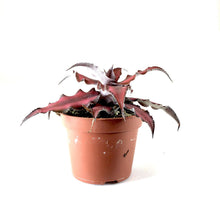 Load image into Gallery viewer, Cryptanthus, 2in, Earth Star Assorted - Floral Acres Greenhouse & Garden Centre
