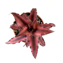 Load image into Gallery viewer, Cryptanthus, 2in, Earth Star Assorted - Floral Acres Greenhouse & Garden Centre