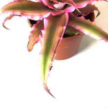 Load image into Gallery viewer, Cryptanthus, 2in, Earth Star Assorted - Floral Acres Greenhouse & Garden Centre
