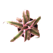 Load image into Gallery viewer, Cryptanthus, 2in, Earth Star Assorted - Floral Acres Greenhouse & Garden Centre