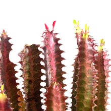 Load image into Gallery viewer, Cactus, 8in, Euphorbia African Milk Tree, Red - Floral Acres Greenhouse & Garden Centre