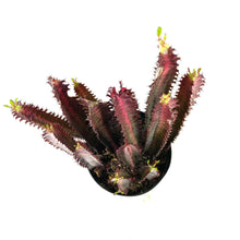 Load image into Gallery viewer, Cactus, 8in, Euphorbia African Milk Tree, Red - Floral Acres Greenhouse & Garden Centre