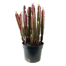 Load image into Gallery viewer, Cactus, 8in, Euphorbia African Milk Tree, Red - Floral Acres Greenhouse & Garden Centre