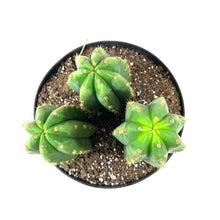Load image into Gallery viewer, Cactus, 8in, Trichocereus Pachanoi San Pedro - Floral Acres Greenhouse & Garden Centre