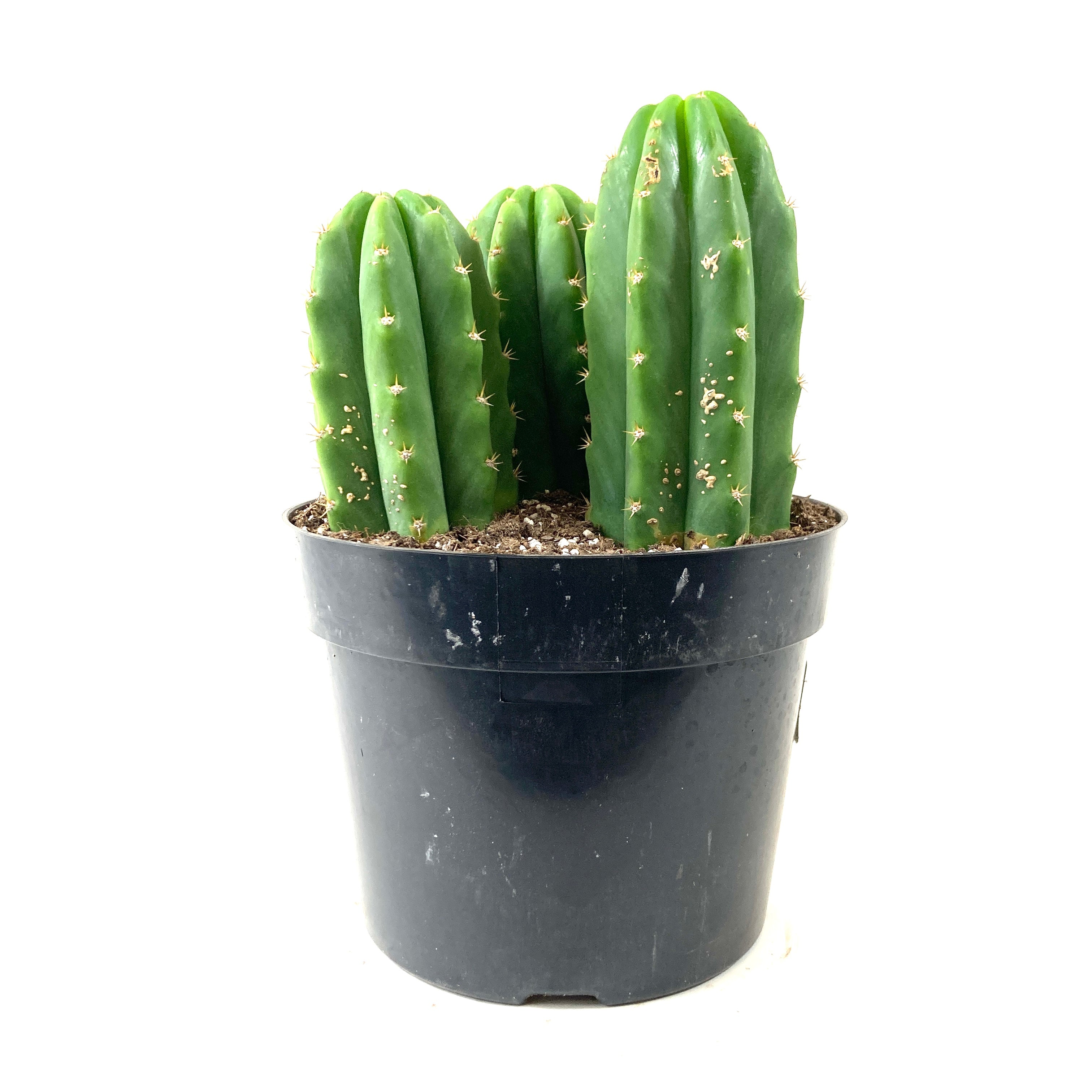 Cactus, 8in, Trichocereus Pachanoi San Pedro – Floral Acres