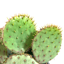 Load image into Gallery viewer, Cactus, 2 gal, Opuntia Violacea Santa Rita - Floral Acres Greenhouse & Garden Centre