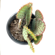 Load image into Gallery viewer, Cactus, 2 gal, Opuntia Violacea Santa Rita - Floral Acres Greenhouse & Garden Centre