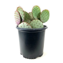 Load image into Gallery viewer, Cactus, 2 gal, Opuntia Violacea Santa Rita - Floral Acres Greenhouse & Garden Centre
