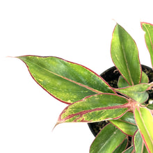 Load image into Gallery viewer, Aglaonema, 4in, Aurora Siam - Floral Acres Greenhouse & Garden Centre