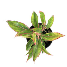 Load image into Gallery viewer, Aglaonema, 4in, Aurora Siam - Floral Acres Greenhouse & Garden Centre
