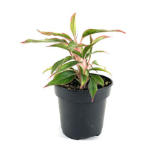 Load image into Gallery viewer, Aglaonema, 4in, Aurora Siam - Floral Acres Greenhouse & Garden Centre