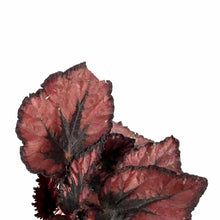 Load image into Gallery viewer, Begonia, 4in, Rex Jurassic™, Asst - Floral Acres Greenhouse & Garden Centre