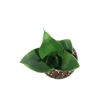 Load image into Gallery viewer, Sansevieria, 4in, Hahnii Black Jade