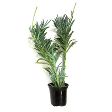 Load image into Gallery viewer, Senecio, 4in, Blue Dolphin