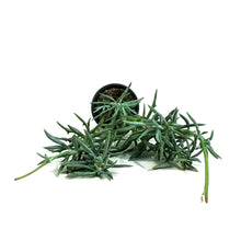 Load image into Gallery viewer, Senecio, 4in, Blue Dolphin