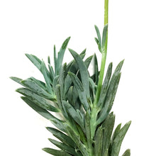 Load image into Gallery viewer, Senecio, 4in, Blue Dolphin