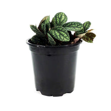 Load image into Gallery viewer, Pellionia, 4in, Polynesian Ivy