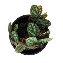 Load image into Gallery viewer, Pellionia, 4in, Polynesian Ivy