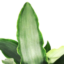 Load image into Gallery viewer, Tradescantia, 4in, Spathacea Silver