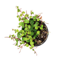Load image into Gallery viewer, Peperomia, 4in, Pepperspot
