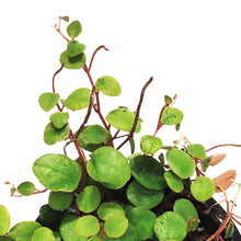 Load image into Gallery viewer, Peperomia, 4in, Pepperspot
