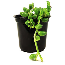 Load image into Gallery viewer, String of Watermelons, 4in, Senecio Herrenianus