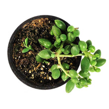 Load image into Gallery viewer, String of Watermelons, 4in, Senecio Herrenianus