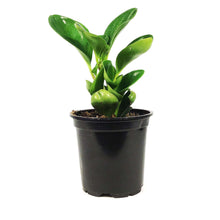 Load image into Gallery viewer, Peperomia, 4in, Obtusifolia Green