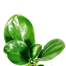 Load image into Gallery viewer, Peperomia, 4in, Obtusifolia Green