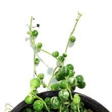 Load image into Gallery viewer, String of Pearls, 4in, Variegated