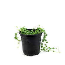 Load image into Gallery viewer, String of Pearls, 4in, Variegated