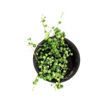 Load image into Gallery viewer, String of Pearls, 4in, Variegated