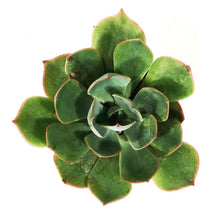 Load image into Gallery viewer, Succulent, 2in, Echeveria Amistar
