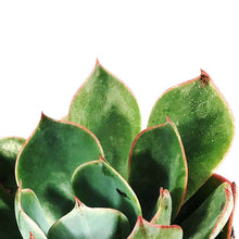 Load image into Gallery viewer, Succulent, 2in, Echeveria Amistar