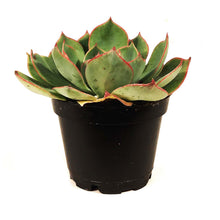 Load image into Gallery viewer, Succulent, 2in, Echeveria Amistar
