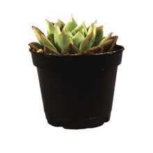 Load image into Gallery viewer, Succulent, 2in, Echeveria Morning Dew