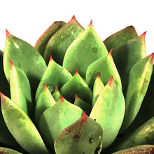Load image into Gallery viewer, Succulent, 2in, Echeveria Morning Dew