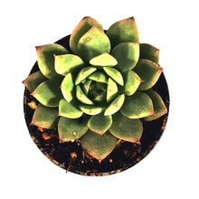 Load image into Gallery viewer, Succulent, 2in, Echeveria Morning Dew