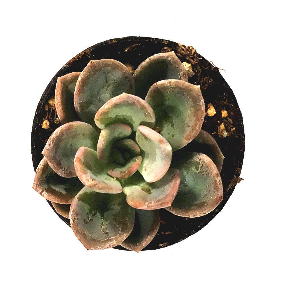 orpet succulent Succulent, 2in, Echeveria Orpet – Floral Acres Greenhouse & Garden Centre