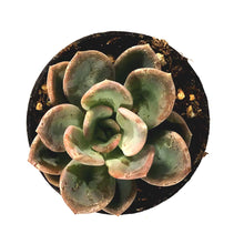 Load image into Gallery viewer, Succulent, 2in, Echeveria Orpet