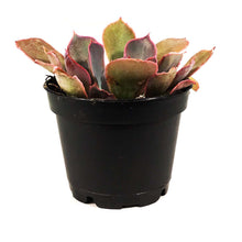 Load image into Gallery viewer, Succulent, 2in, Echeveria Purple Dance
