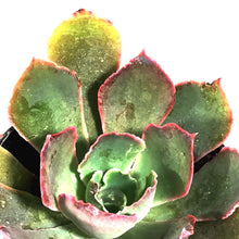 Load image into Gallery viewer, Succulent, 2in, Echeveria Purple Dance