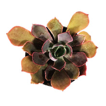 Load image into Gallery viewer, Succulent, 2in, Echeveria Purple Dance