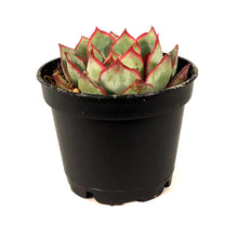 Load image into Gallery viewer, Succulent, 2in, Echeveria Tippy