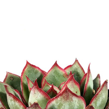 Load image into Gallery viewer, Succulent, 2in, Echeveria Tippy