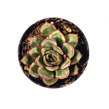 Load image into Gallery viewer, Succulent, 2in, Echeveria Tippy