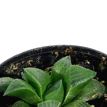 Load image into Gallery viewer, Haworthia, 2in, Retusa Star Cactus